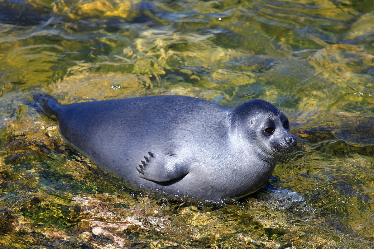 Морской котик раскраска