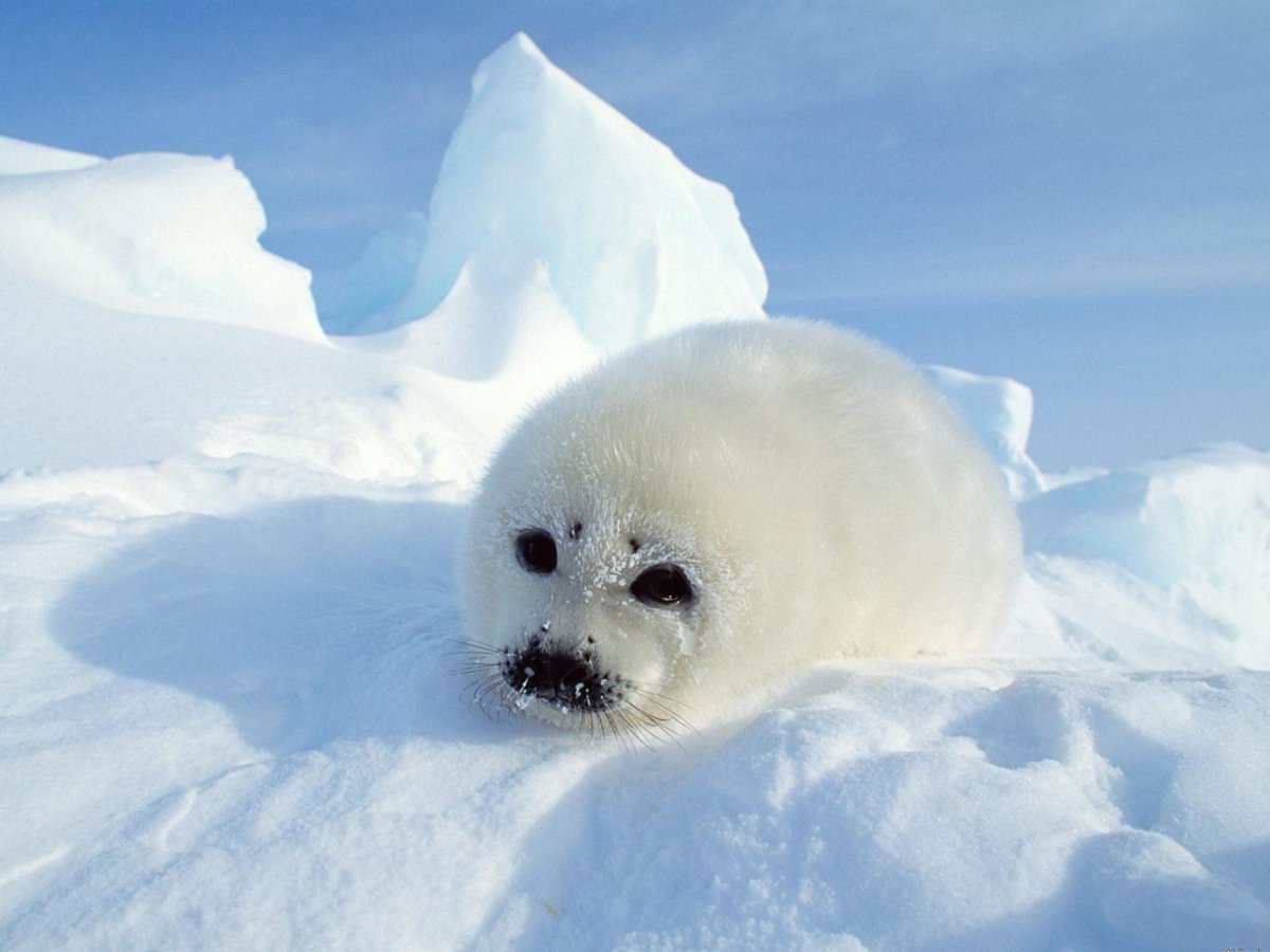 Морские котики Детеныши