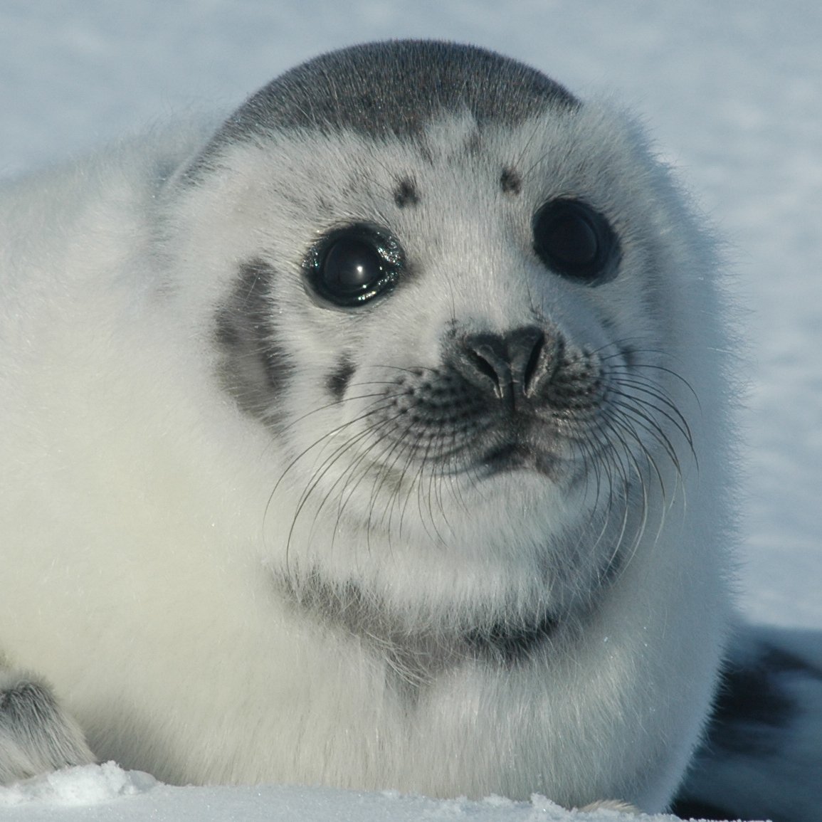 Белек гренландского тюленя