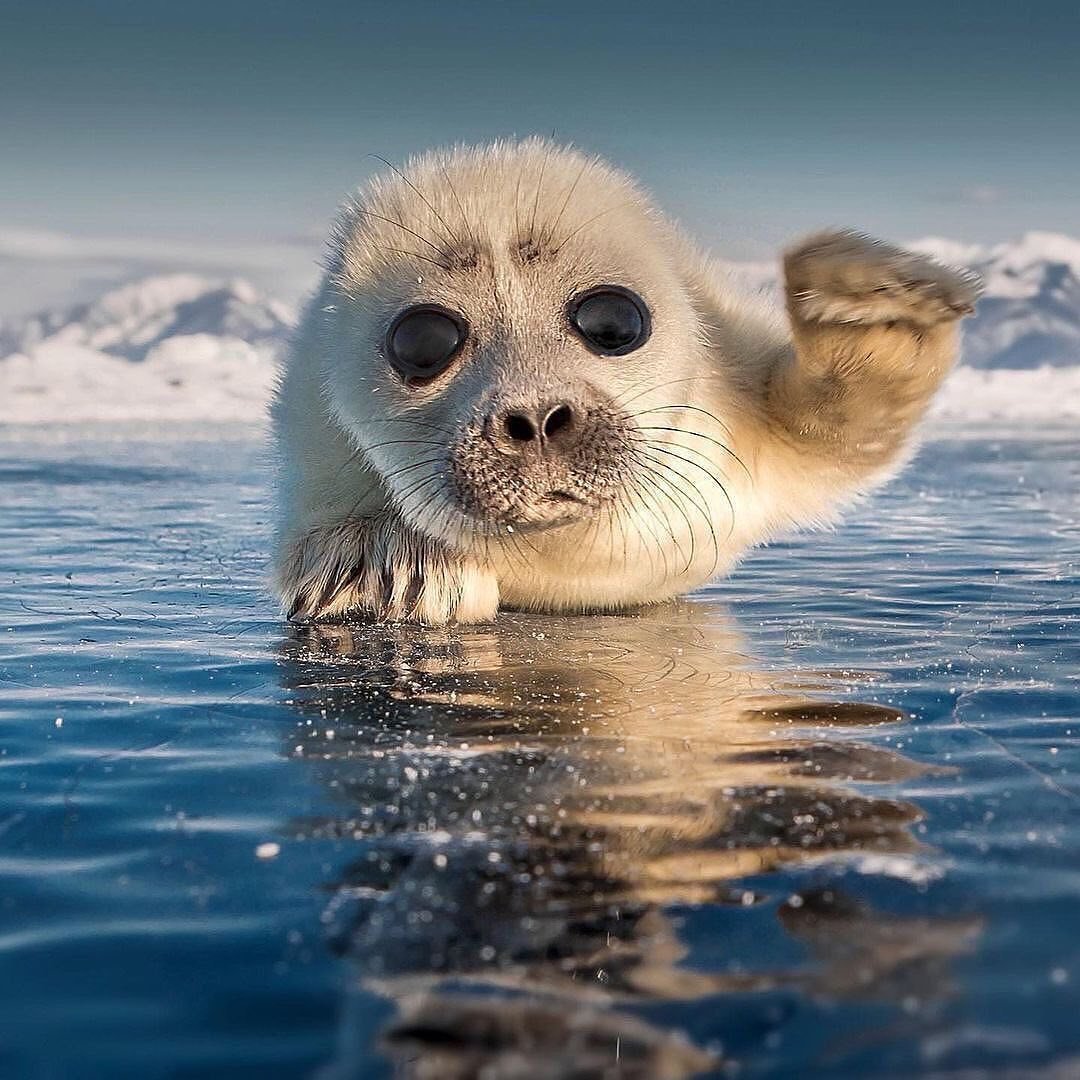 Байкальская Нерпа Белек