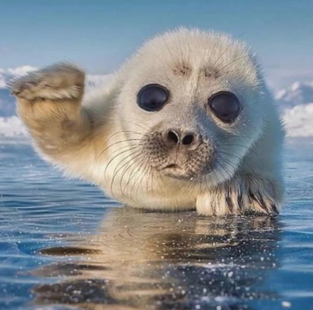 Байкальская Нерпа