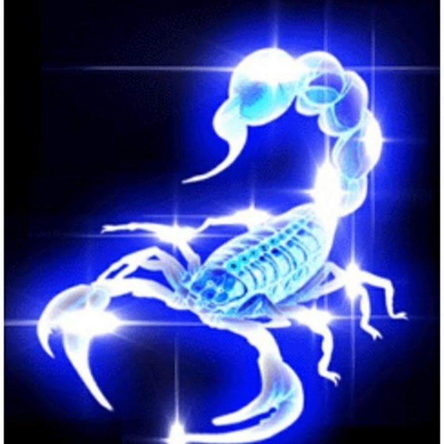 Красивый Скорпион