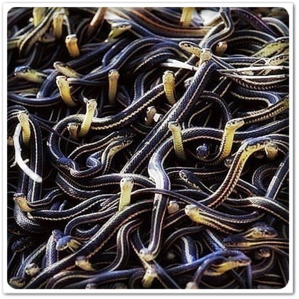 Змеиное гнездо женский коллектив