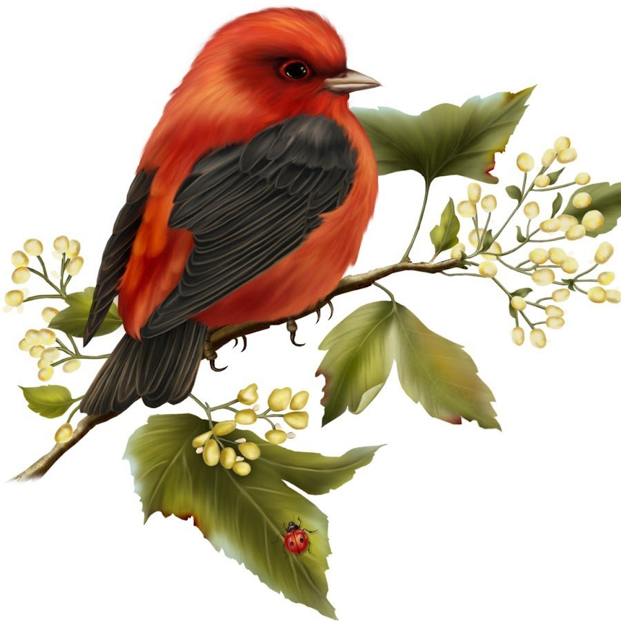 Птицы на прозрачном фоне