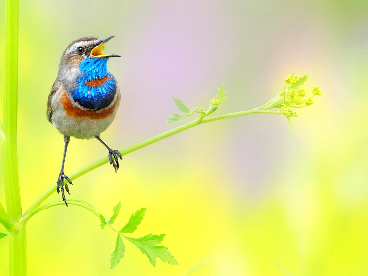 Птицы для детей