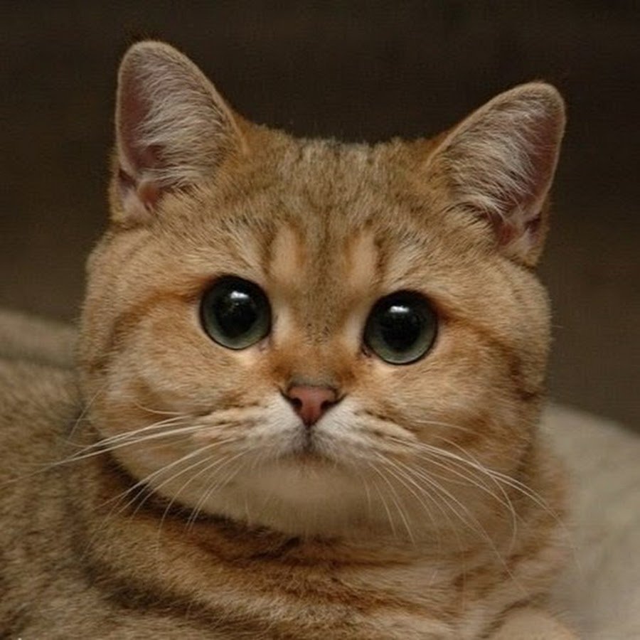 Я люблю тебя вредина