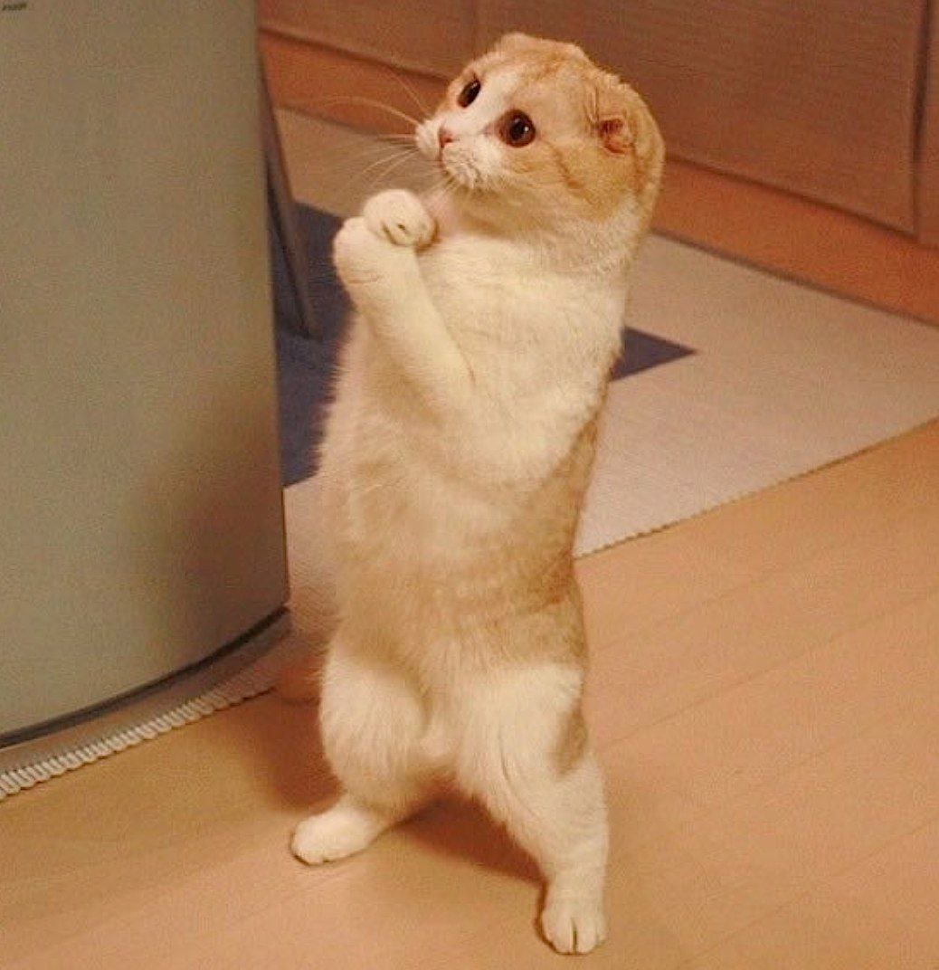 Коты просят прощения