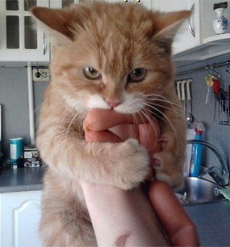 Коты и сосиски