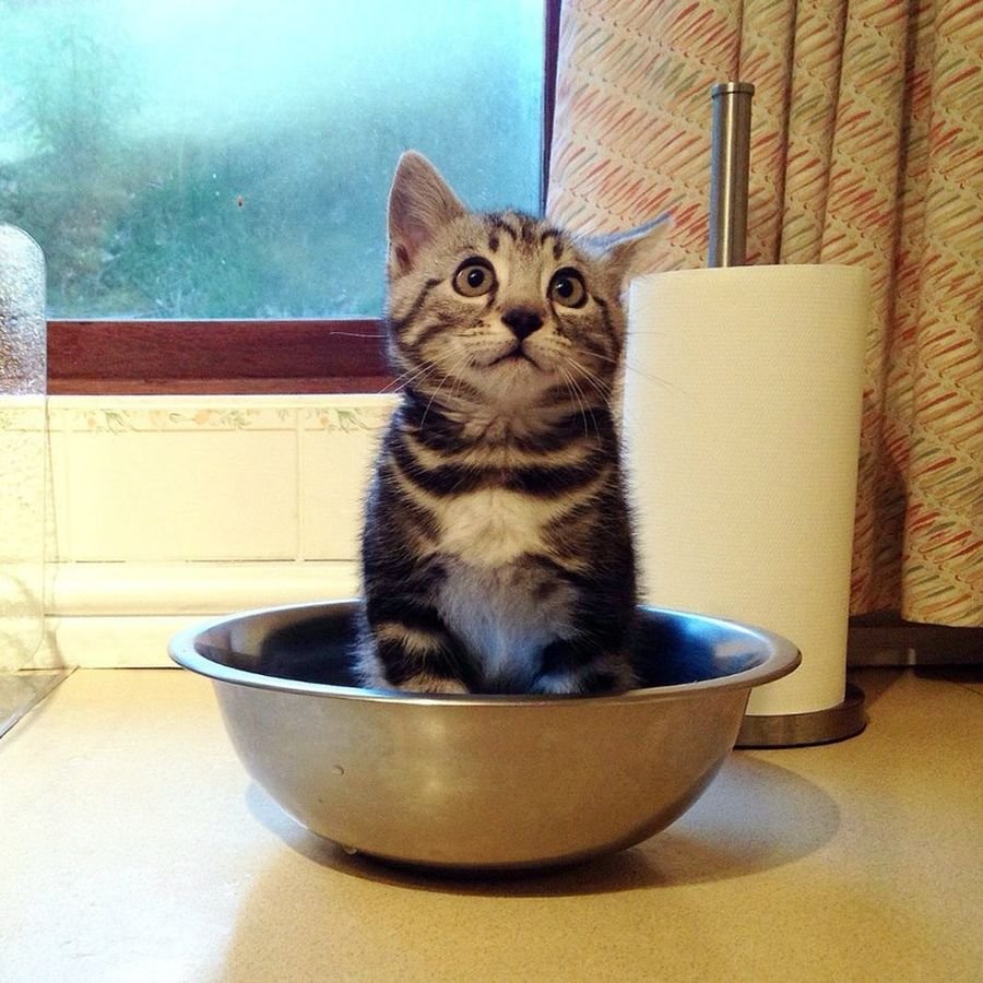 Голодный котенок