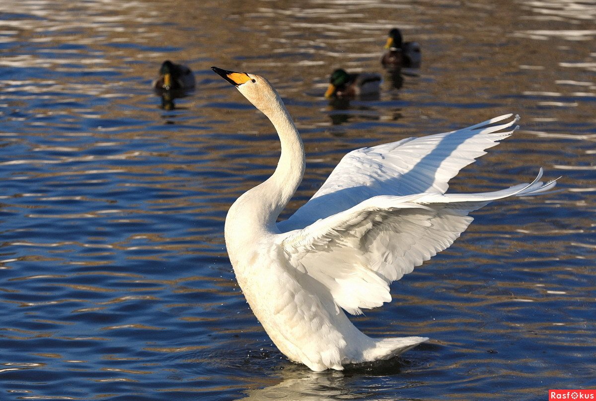 Дикие лебеди