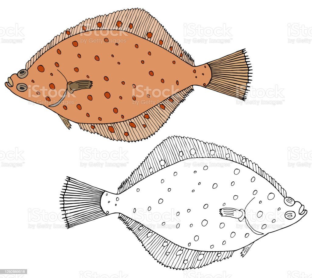 Строение камбалы