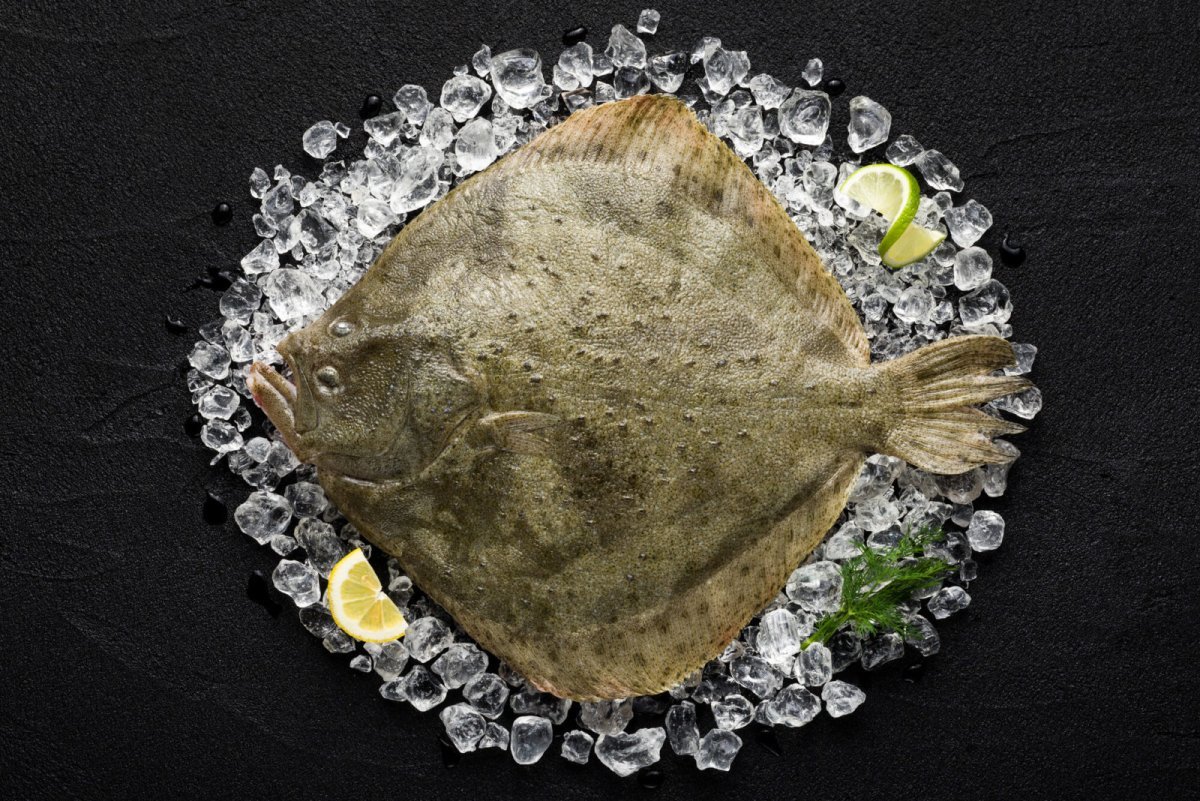 Flatfish на белом фоне