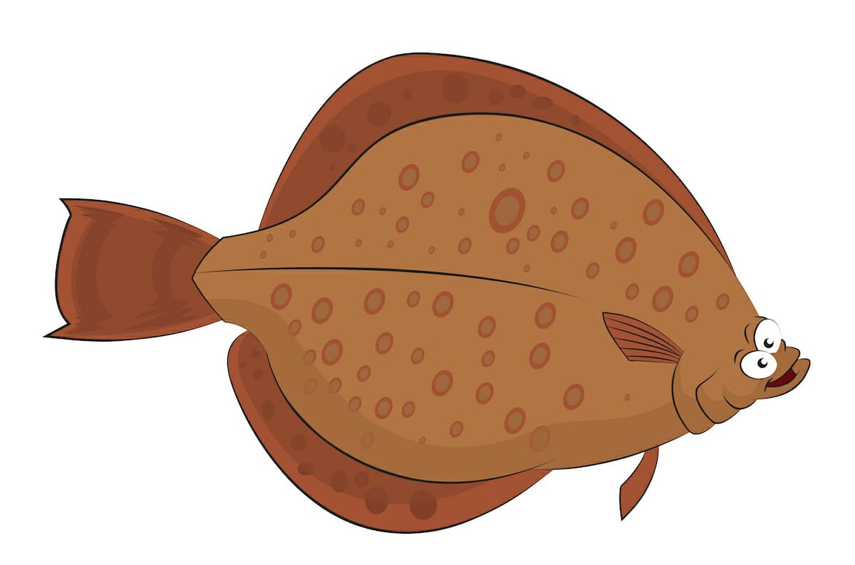 Полярная камбала Liopsetta glacialis