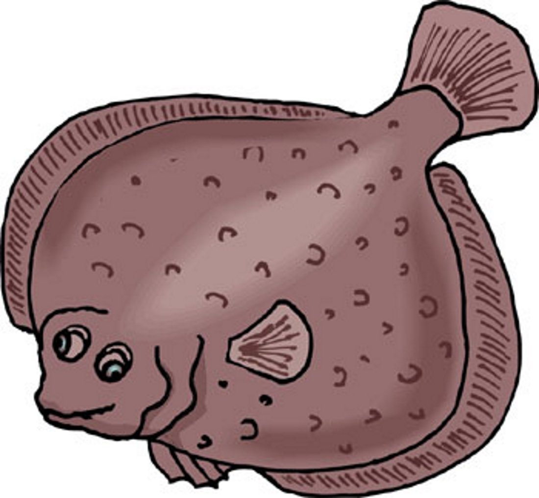 Камбала вектор