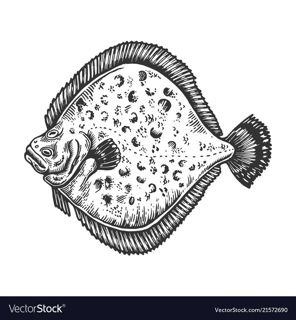 Камбала Флаундер