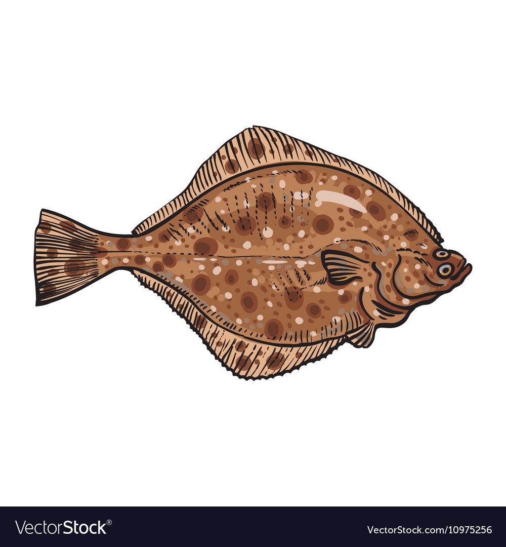 Камбала рисунок для детей