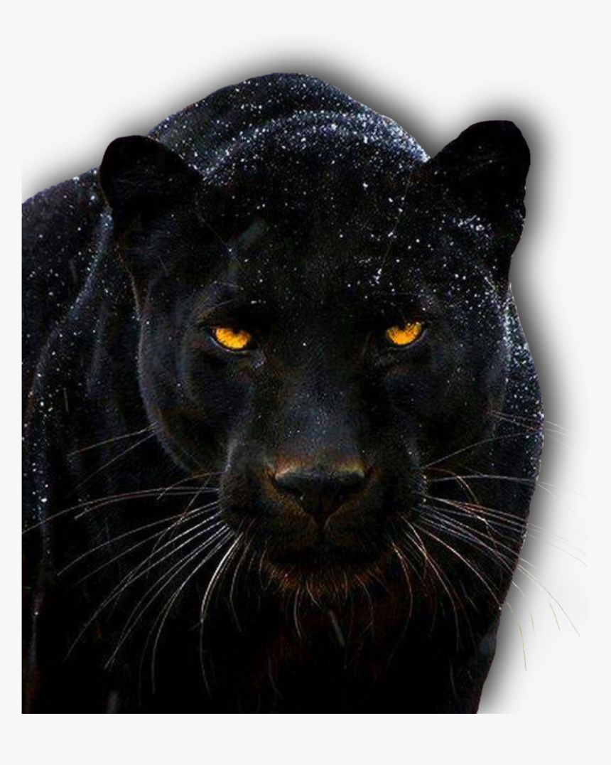 Пума Ягуар пантера