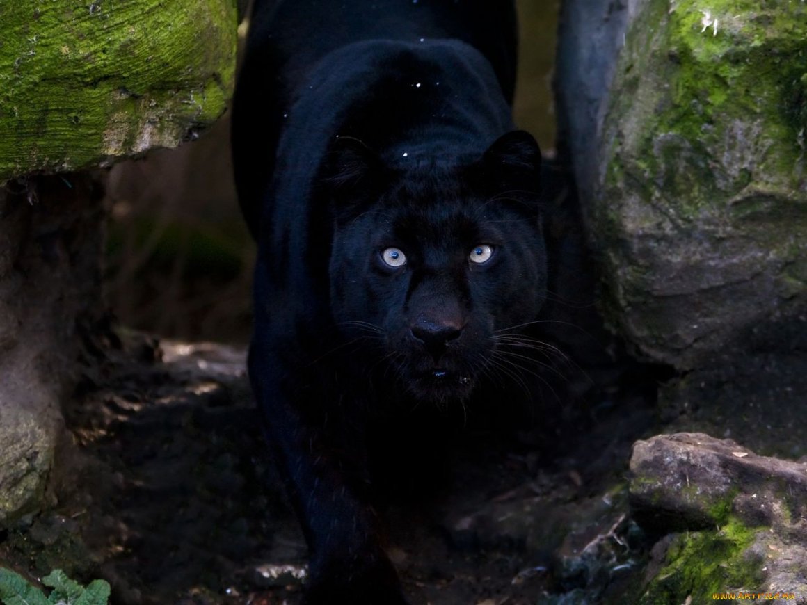 Пантера Ростов