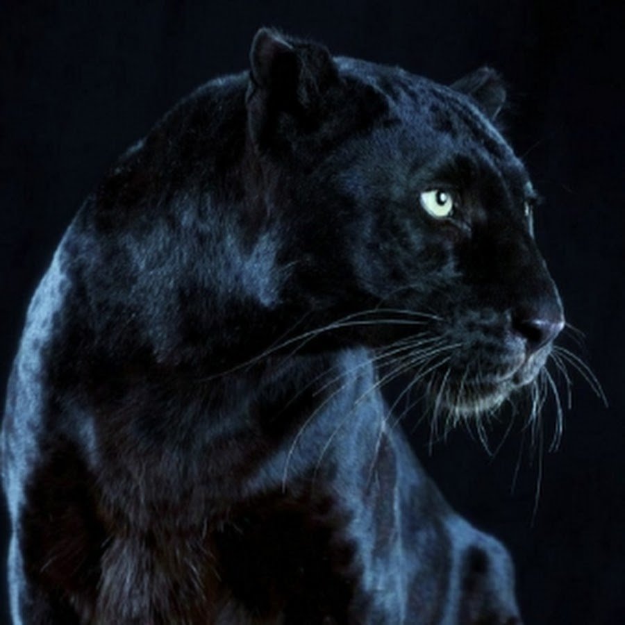 Грациозная черная пантера