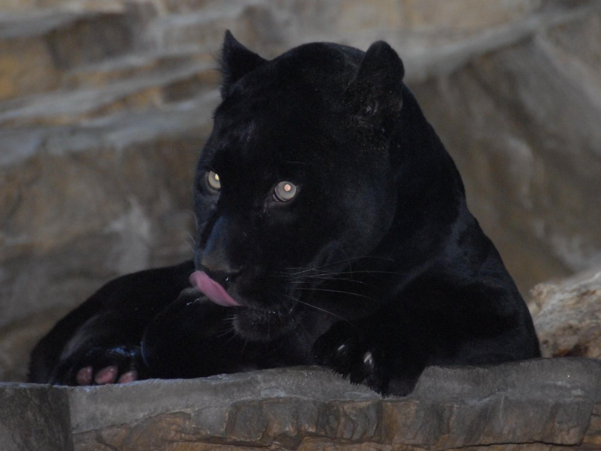 Черная пятнистая пантера