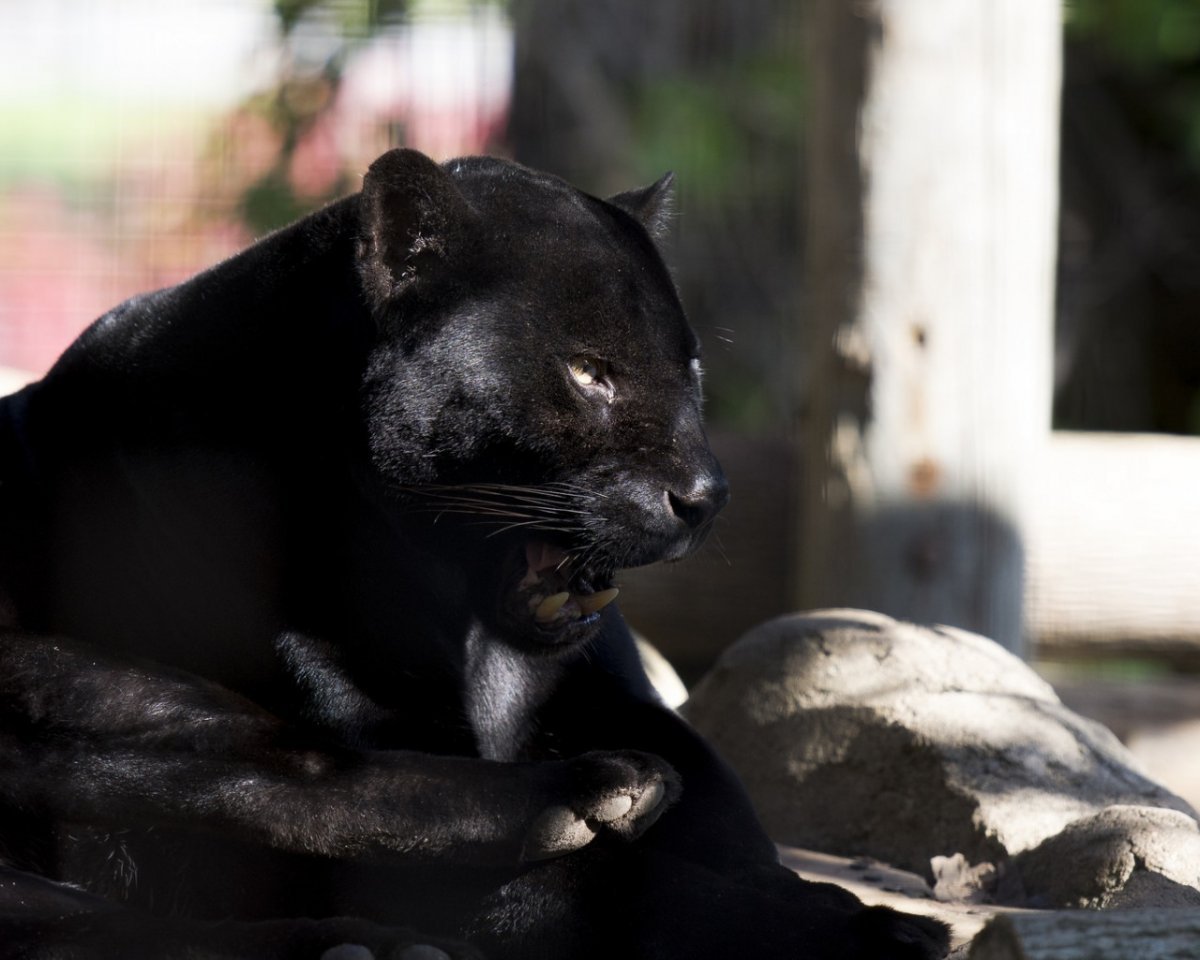 Черная пантера Грация