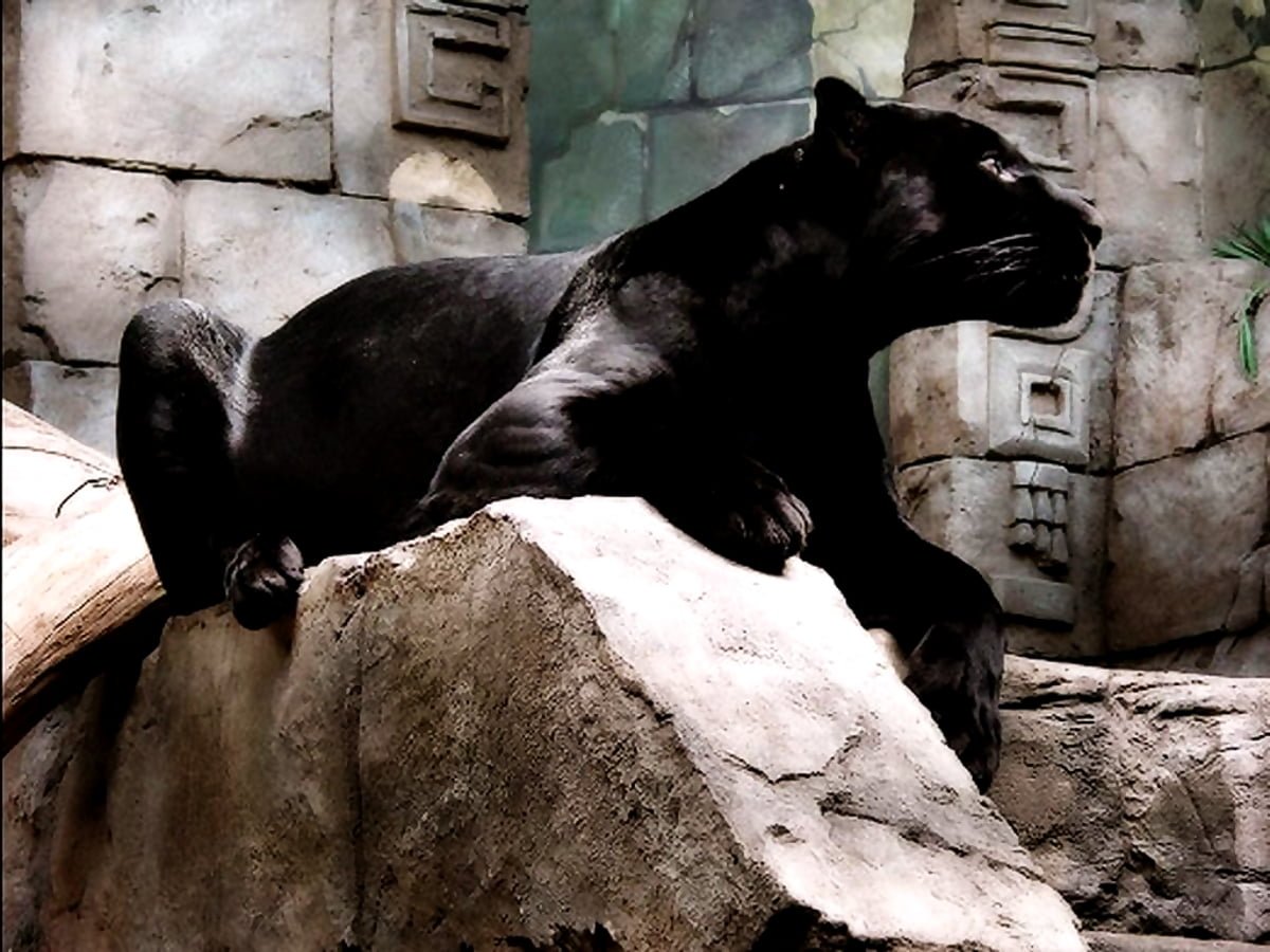 Черная пантера