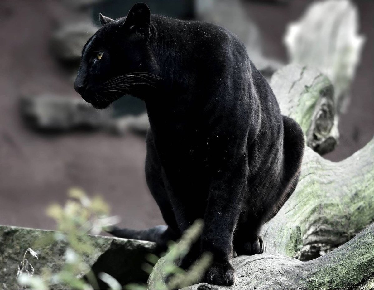 Пума черная