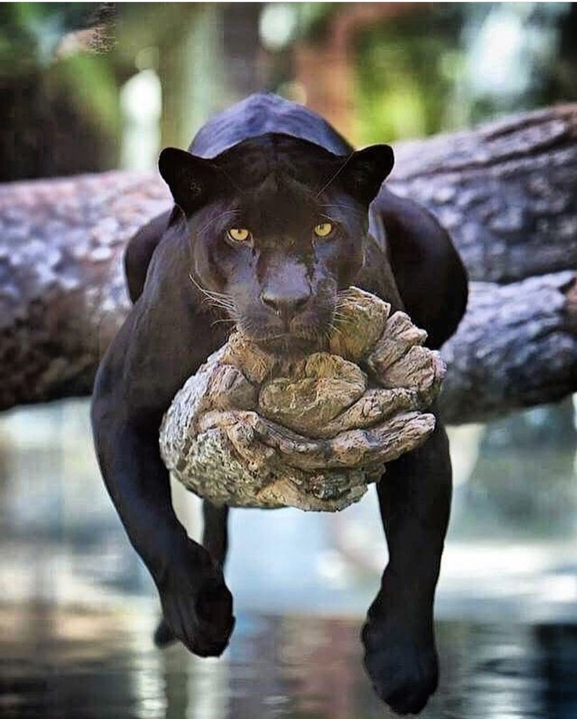 Черная Пума Багира