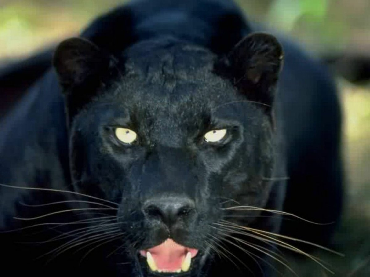 Пума Ягуар пантера