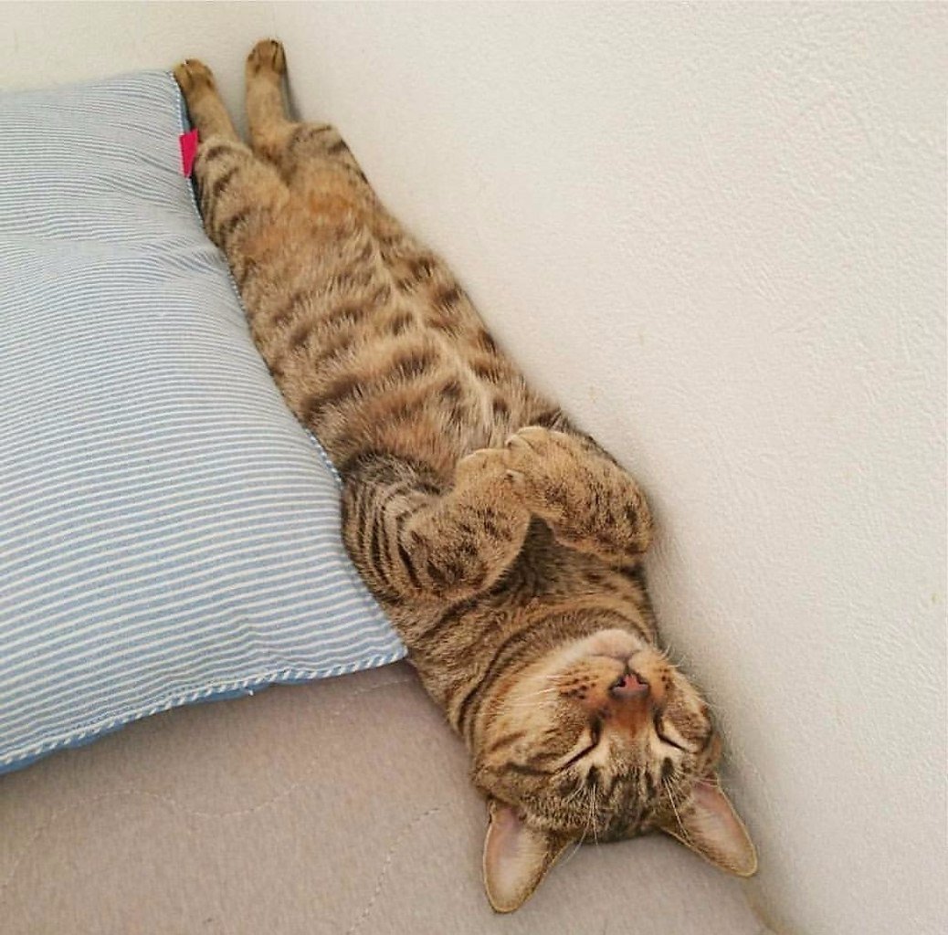 Коты Ирины Зенюк 2020