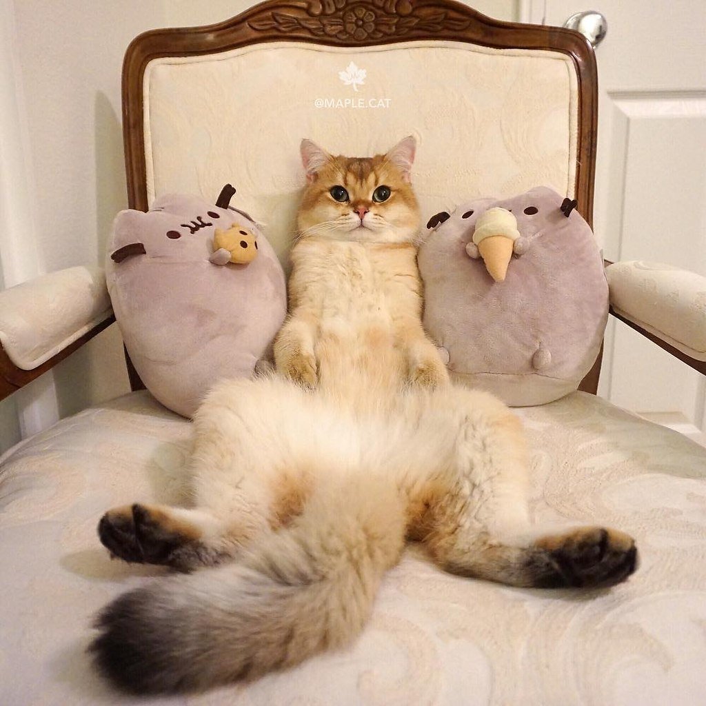 До свидания Мистер лох