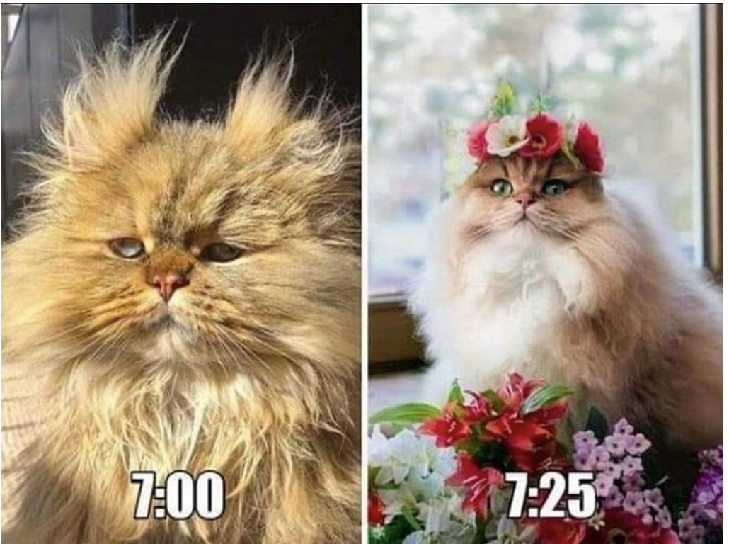 Кот с надписью жрать