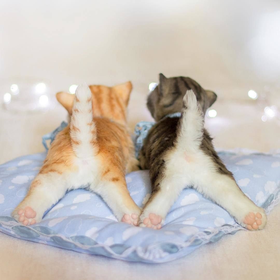 Уютный котик