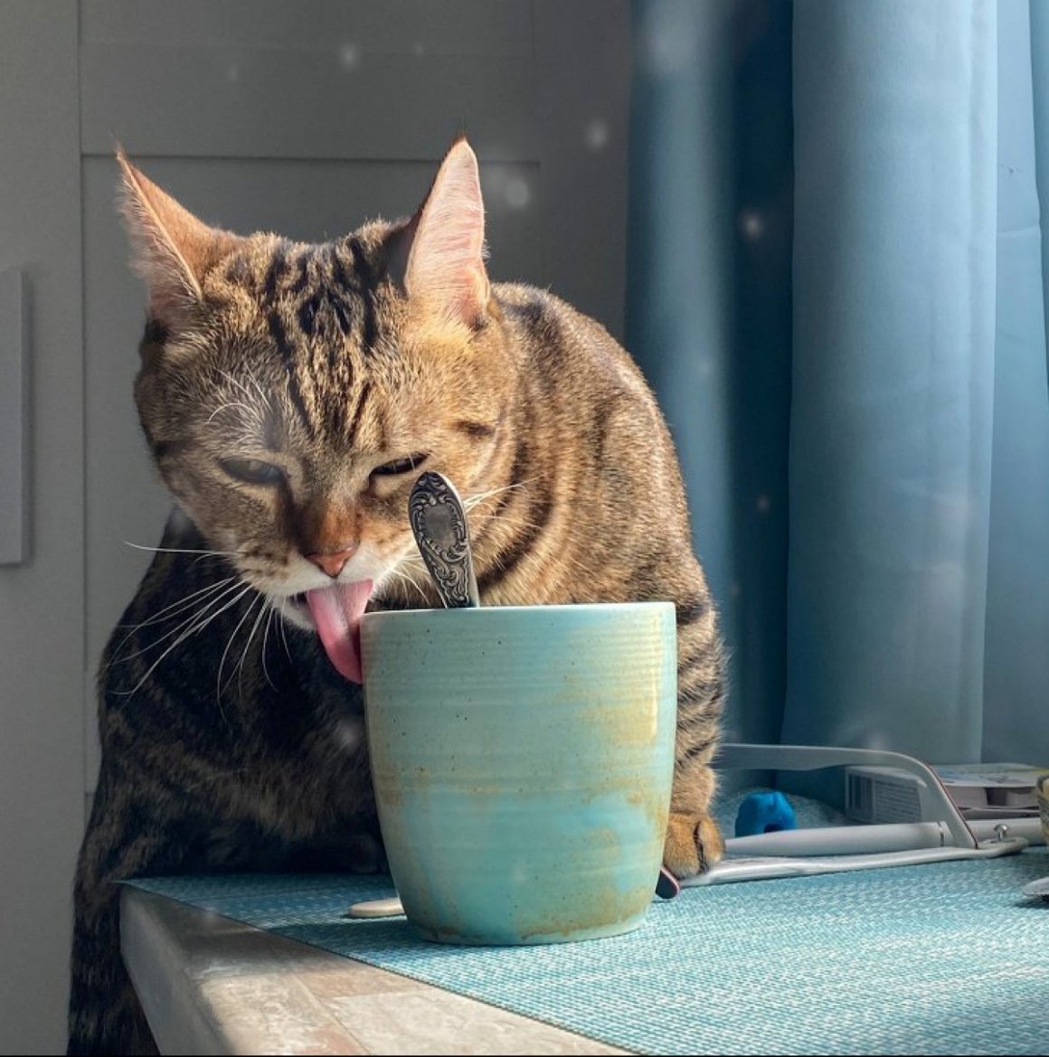 Ржачные коты доброе утро