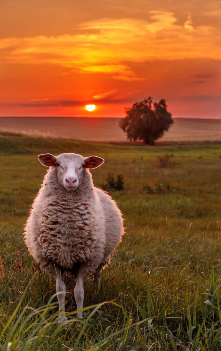 Красивая овца