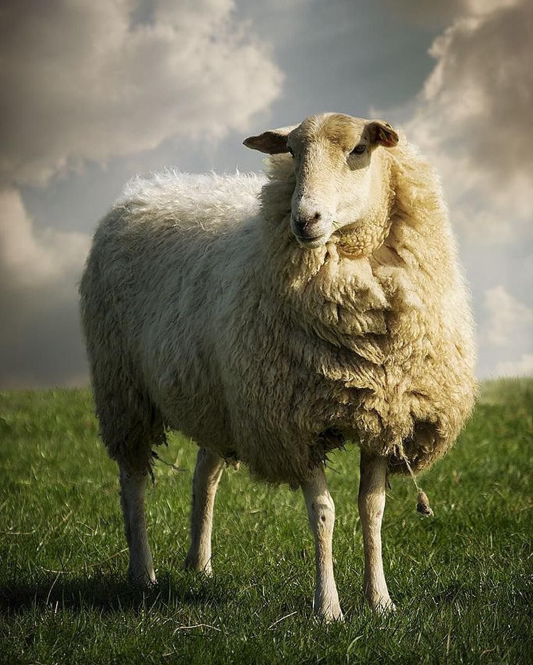 Домашняя овца