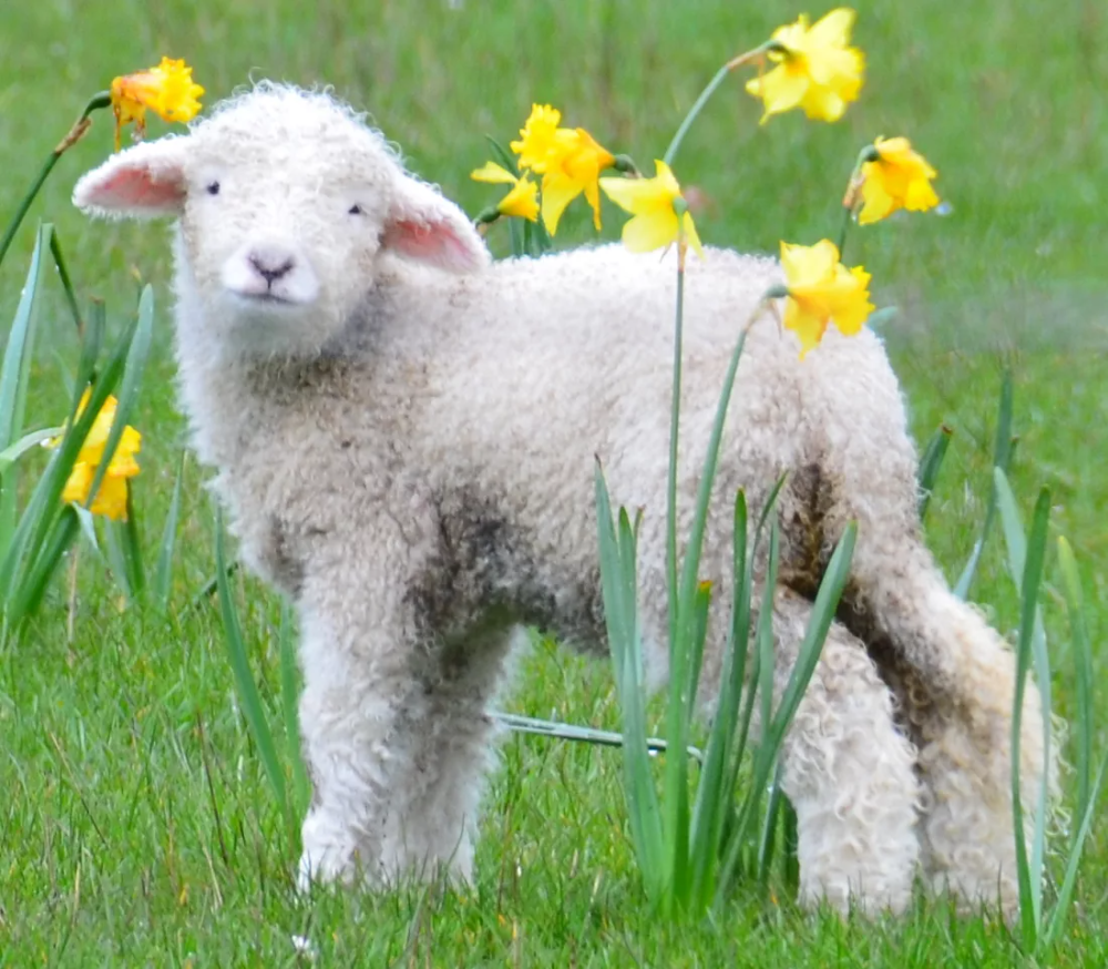 Баран овца ягненок