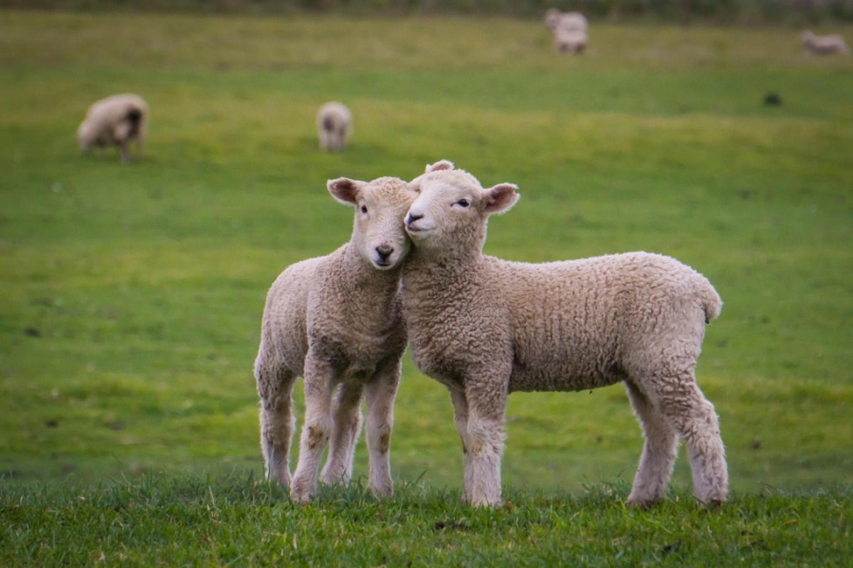 Красивый баран