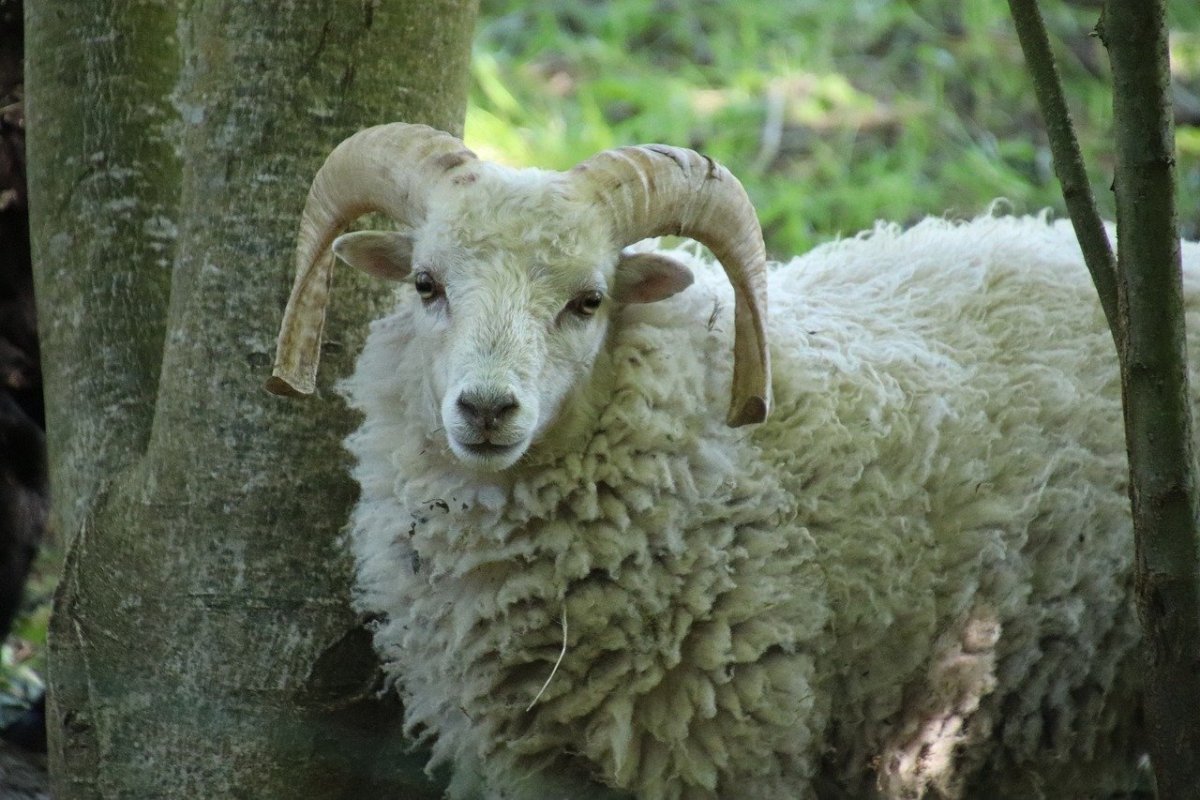 Шевиот порода овец