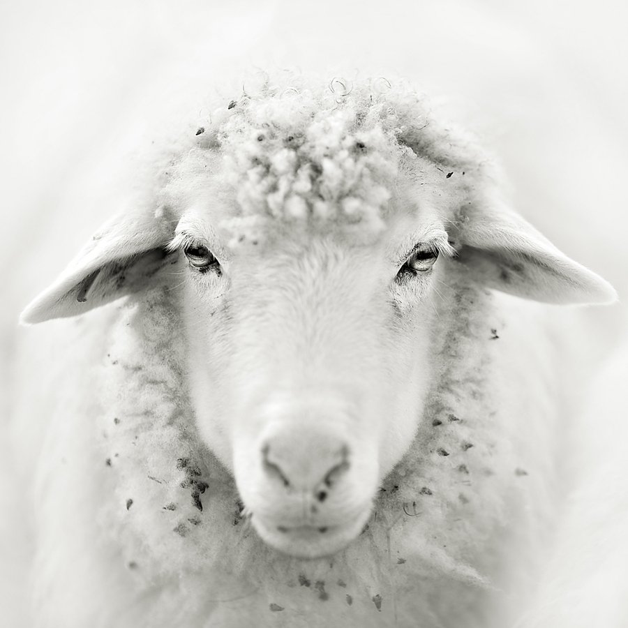 Овечка картинка