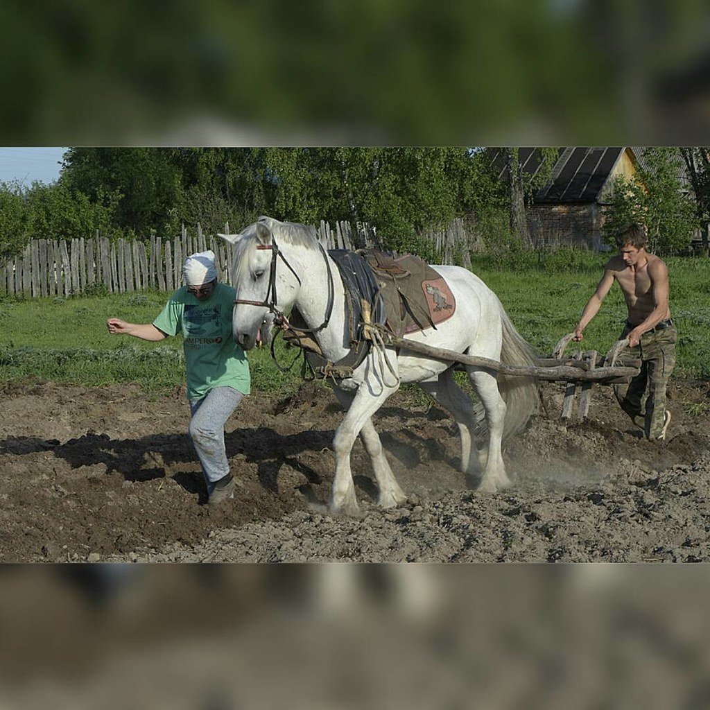 Картина Пахарь Малевич