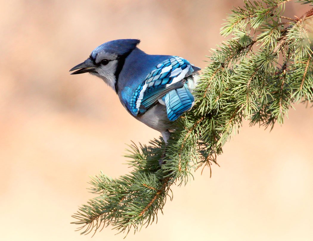 Канадская Сойка