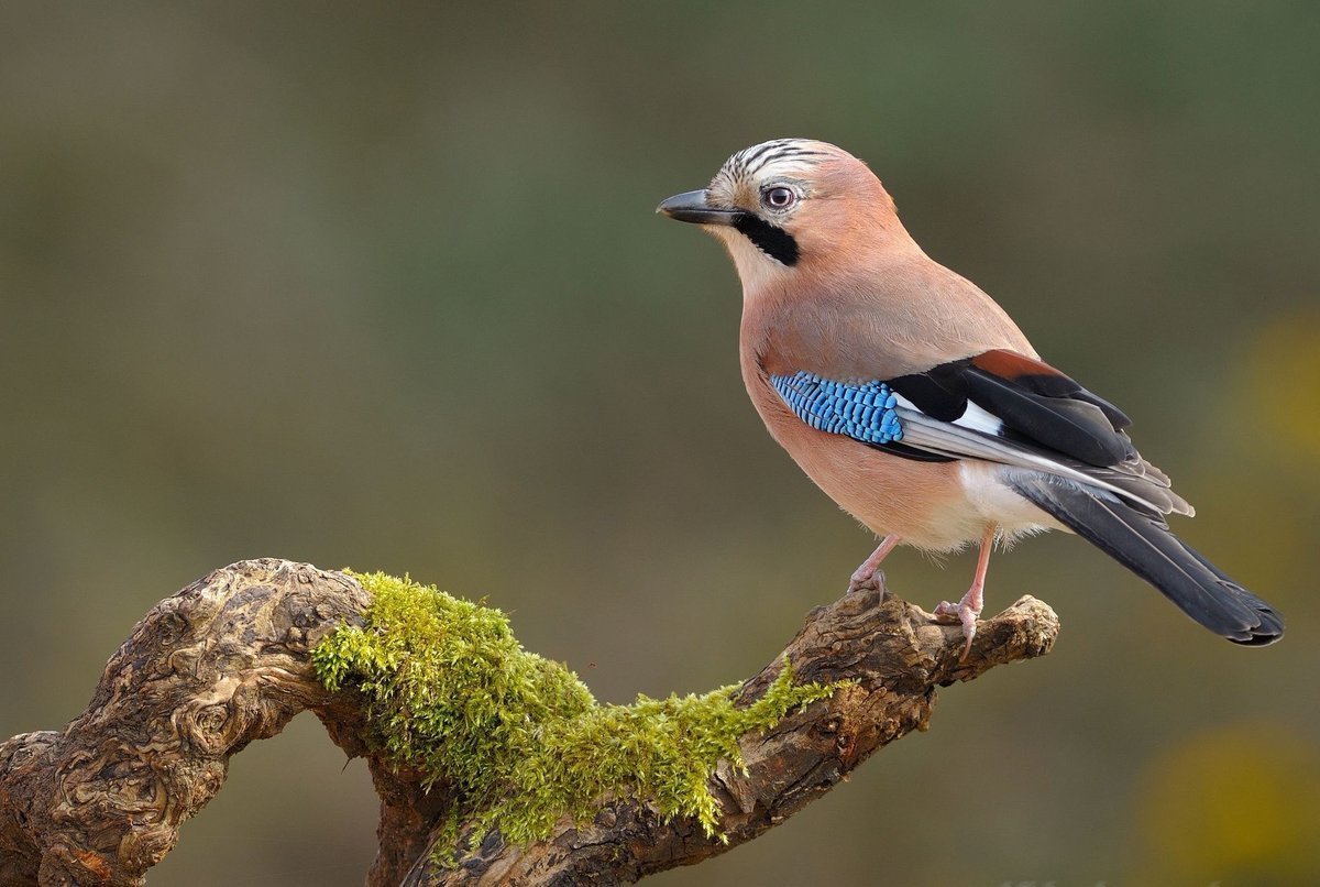 Птица Сойка Крымская