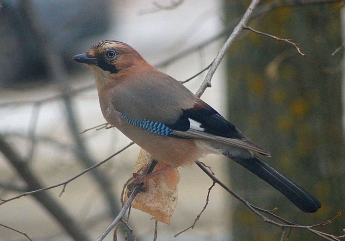 Сойка Перелетная