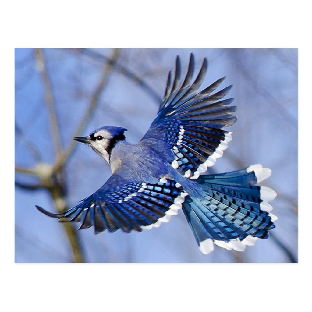 Голубиная Сойка