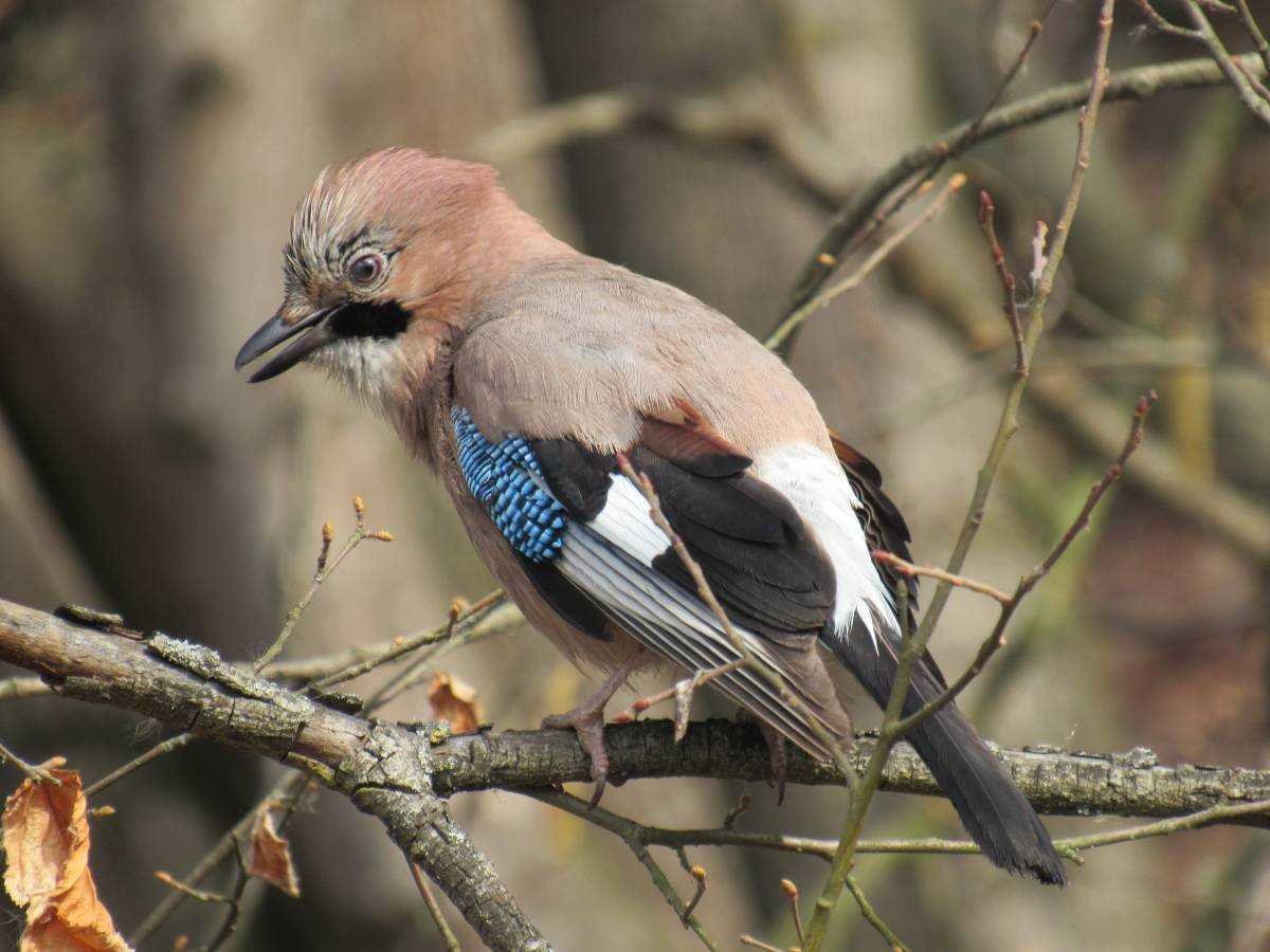Со́йка garrulus glandarius