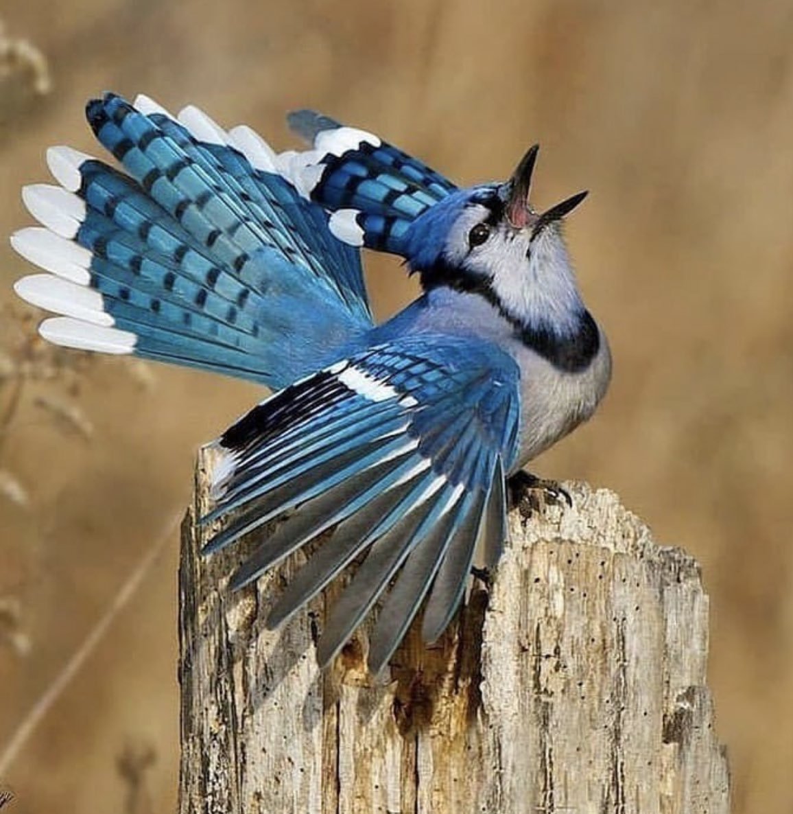 Североамериканская голубая Сойка