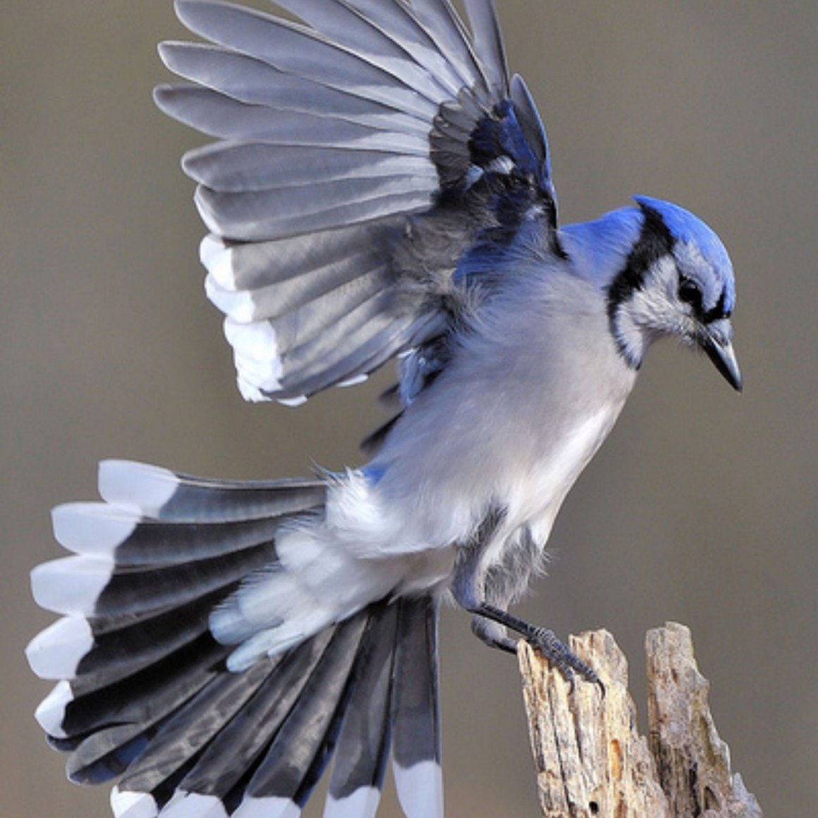 Североамериканская голубая Сойка