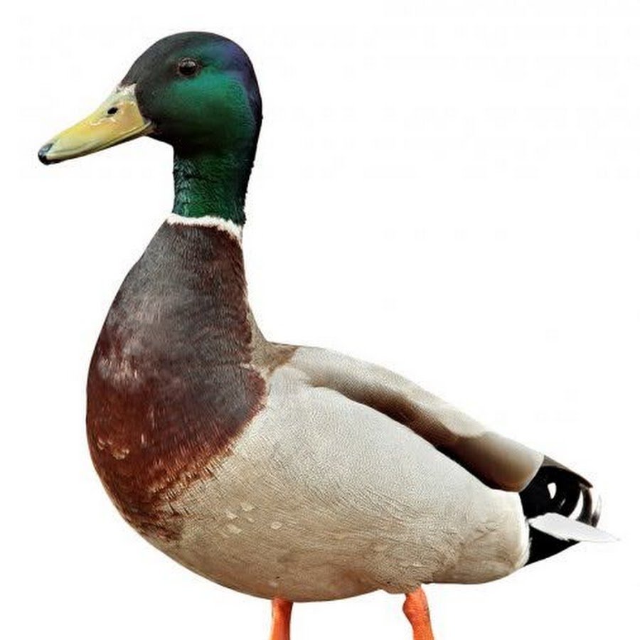 Селезень в полете