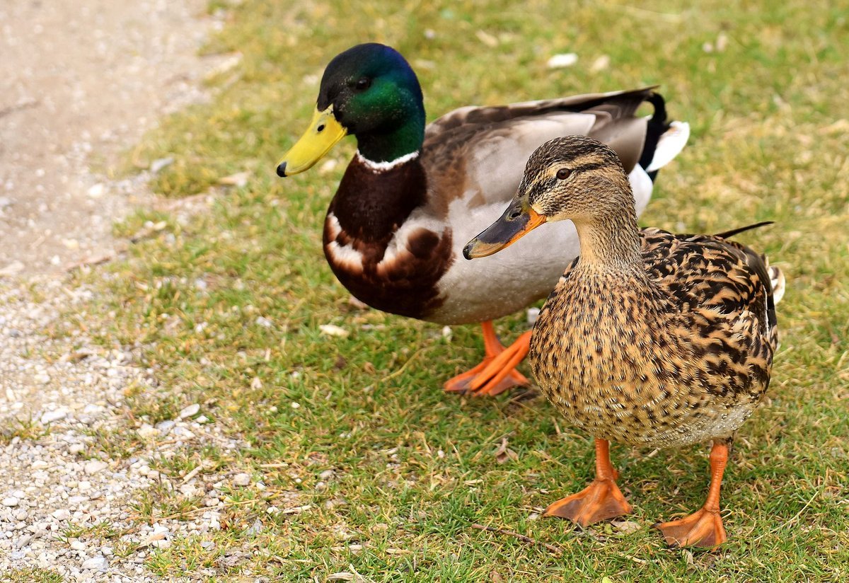 Дональд дак 2005